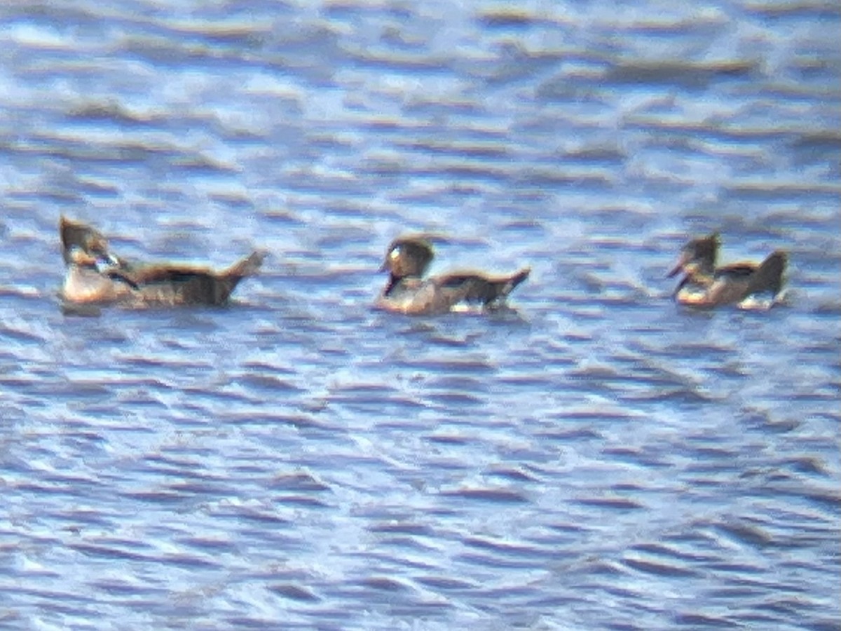 Hooded Merganser - ML614398009