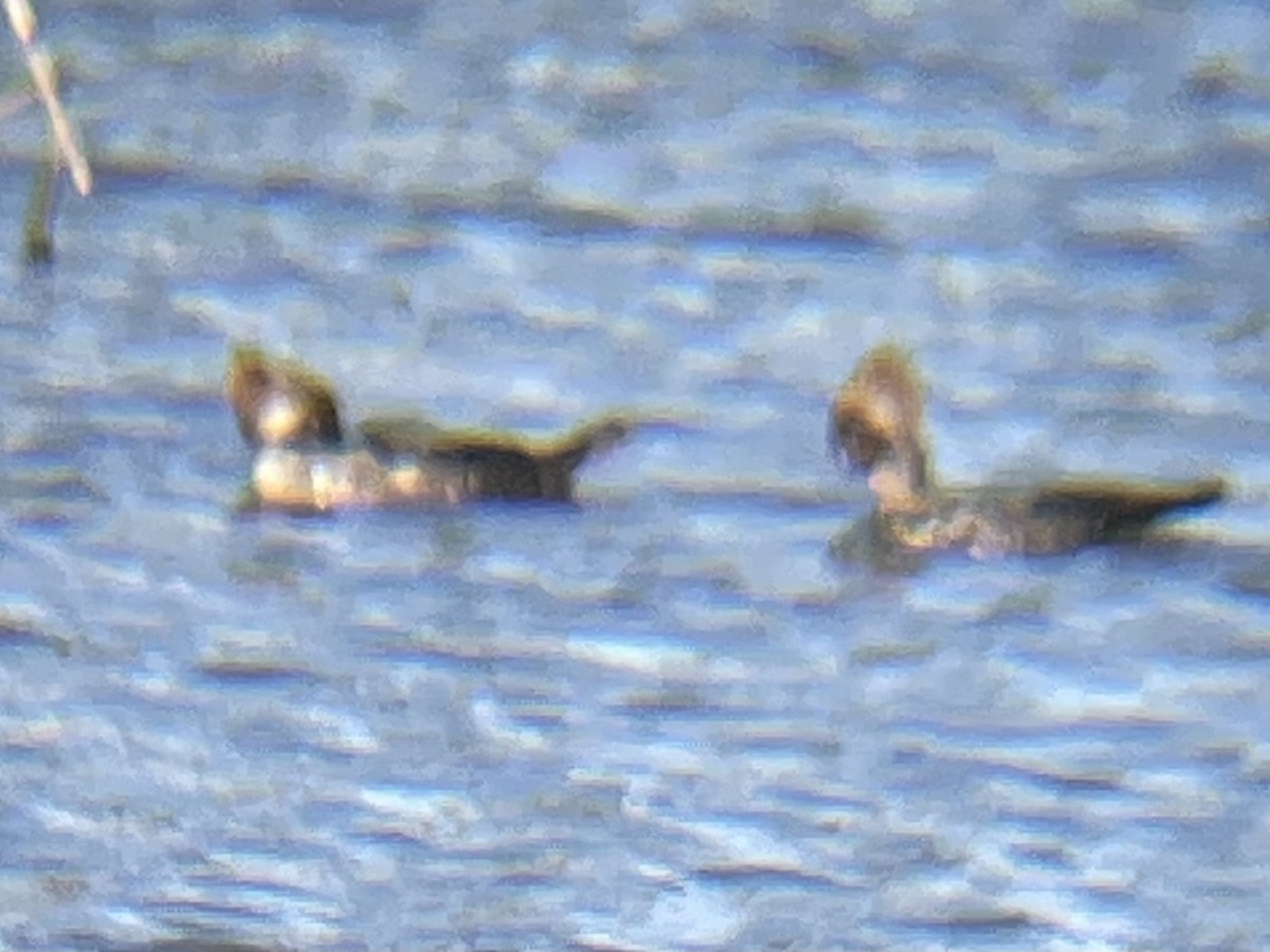 Hooded Merganser - ML614398010