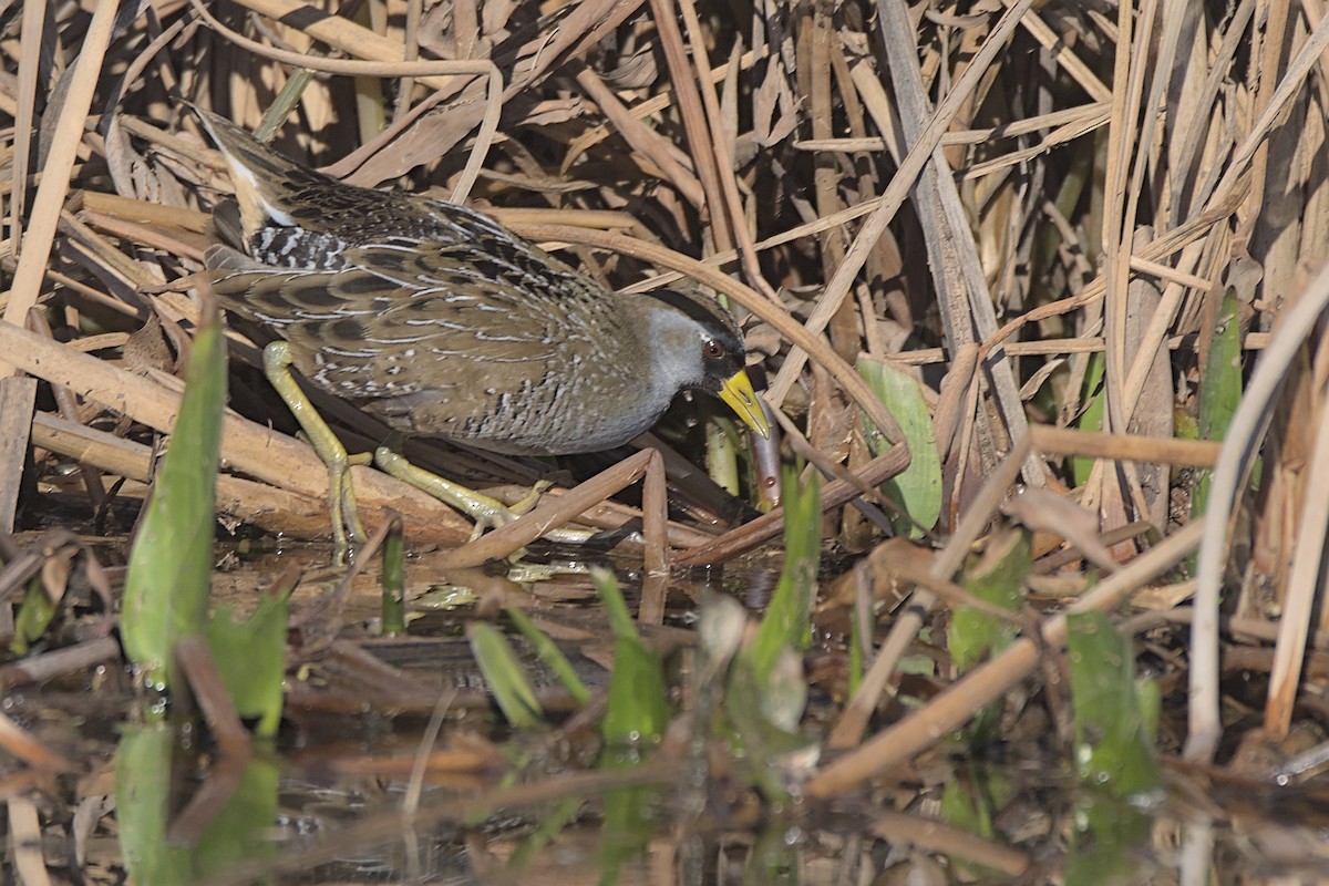 Polluela Sora - ML614398013