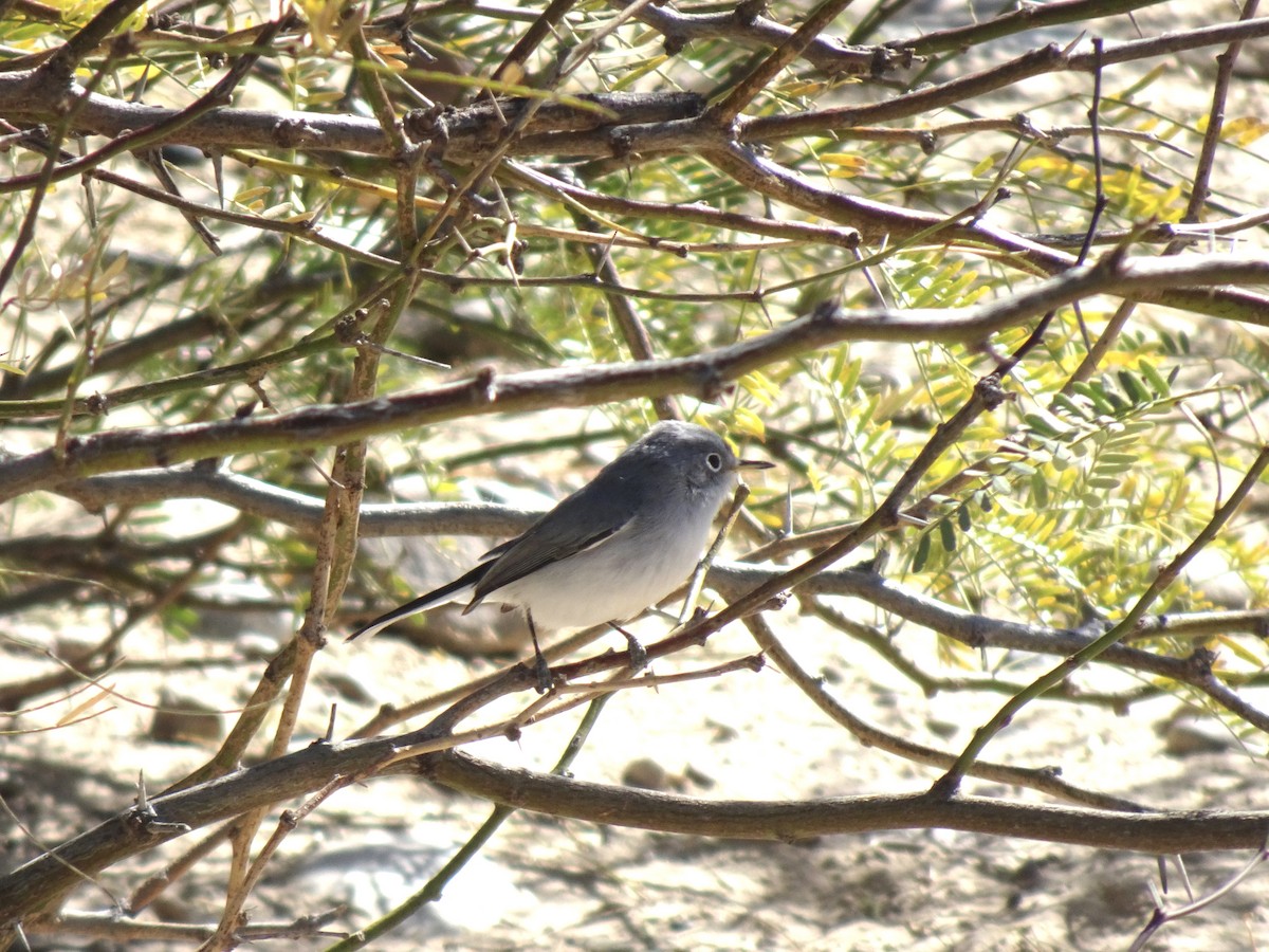 Blue-gray Gnatcatcher - ML614398084