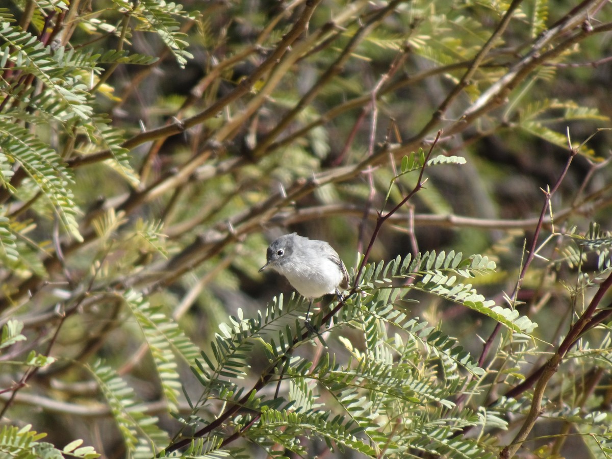 Blue-gray Gnatcatcher - ML614398085