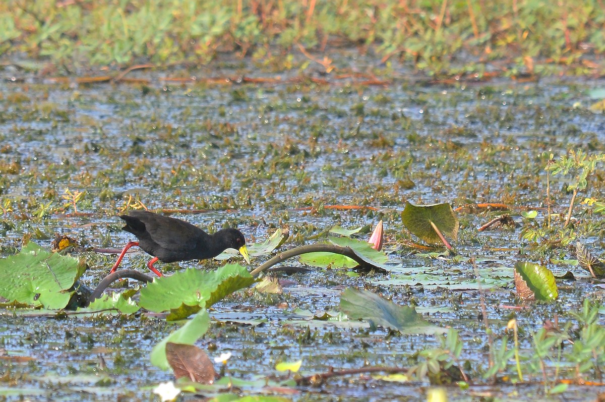 Black Crake - ML614398133