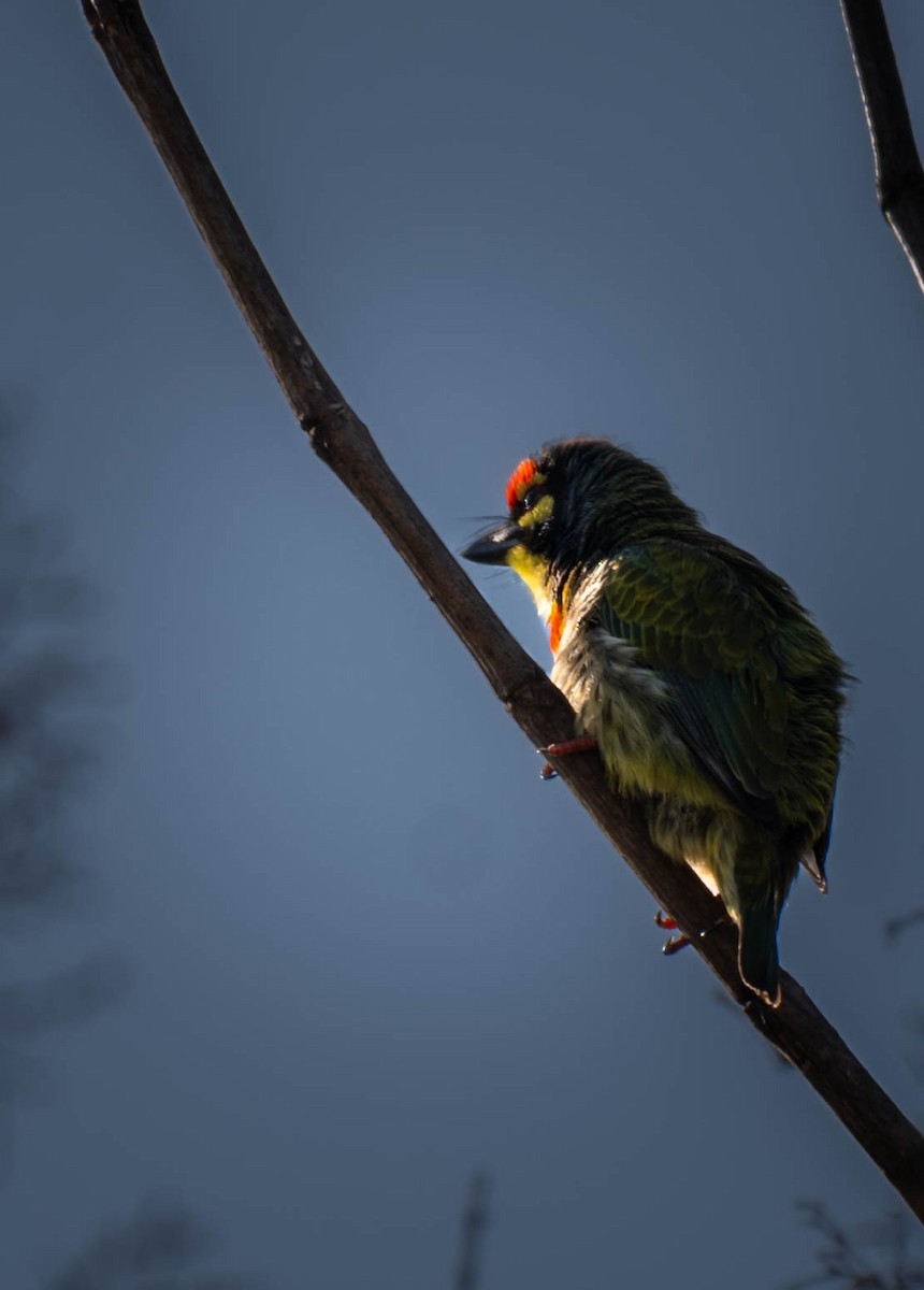 Coppersmith Barbet - ML614398142