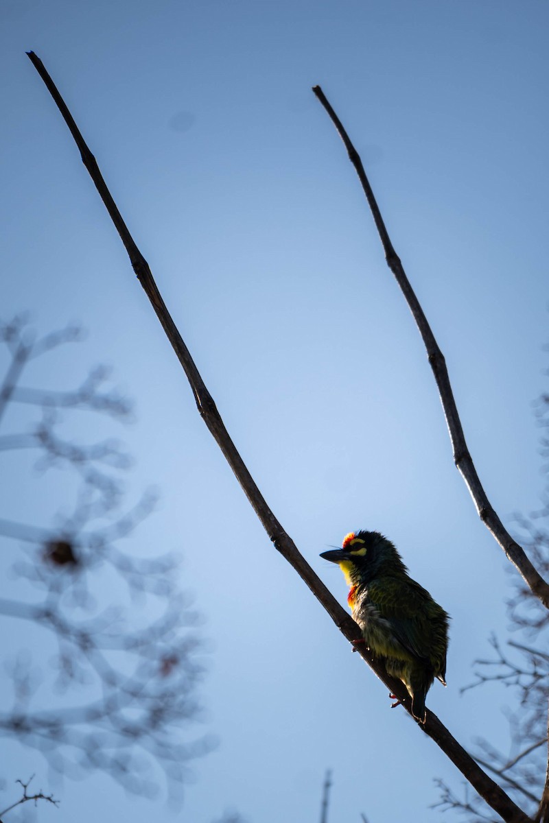 Coppersmith Barbet - ML614398144