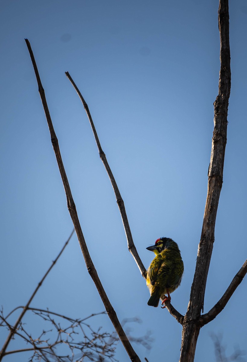 Coppersmith Barbet - ML614398145