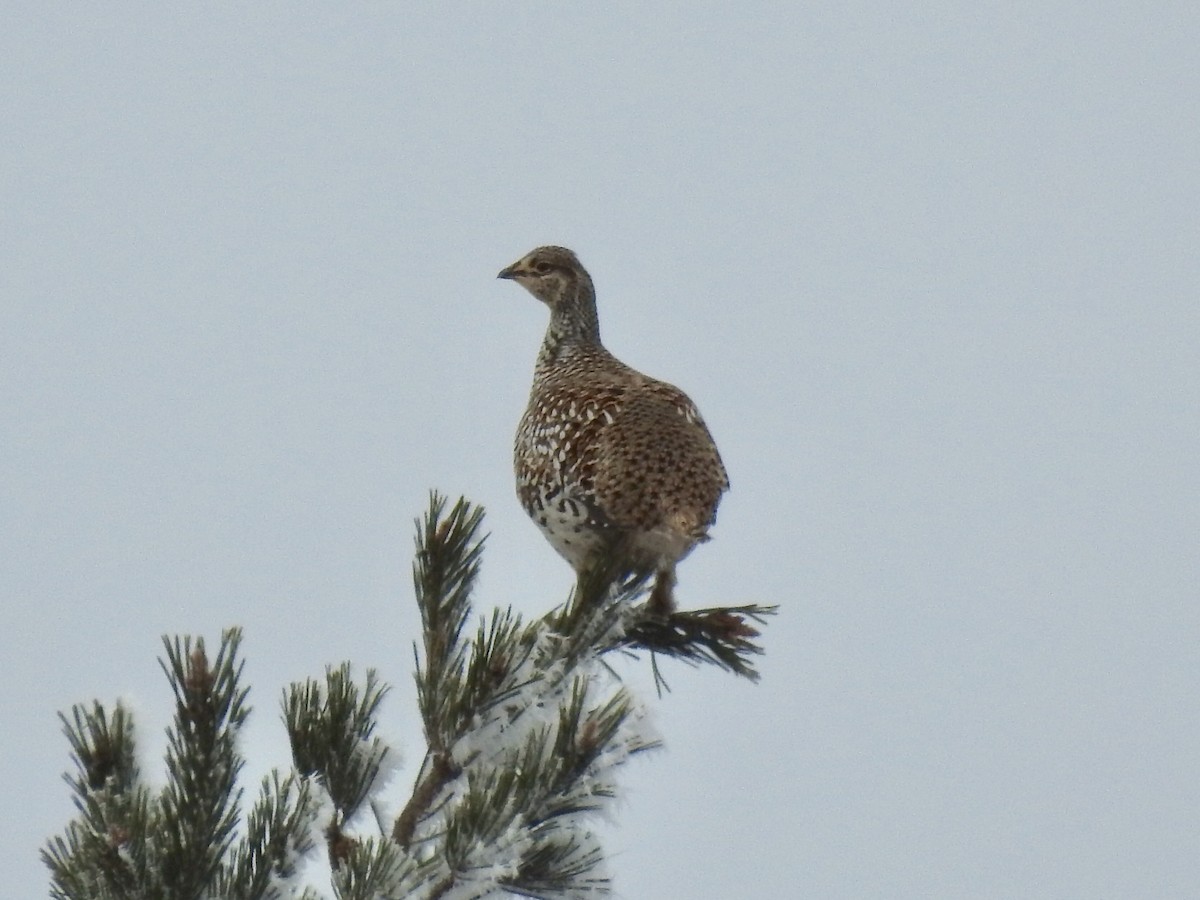 Sharp-tailed Grouse - ML614398219