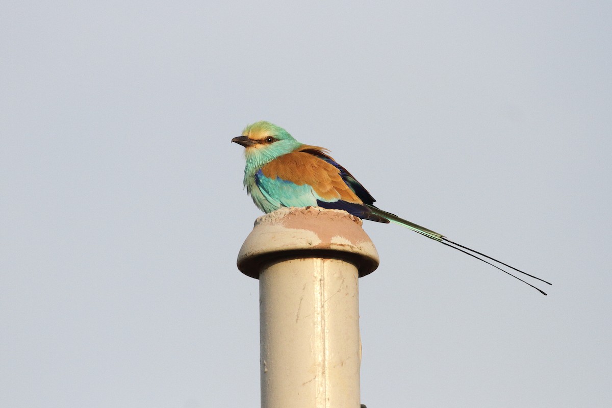 Abyssinian Roller - ML614398268