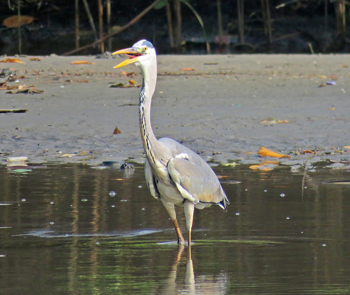 Gray Heron - ML614398276