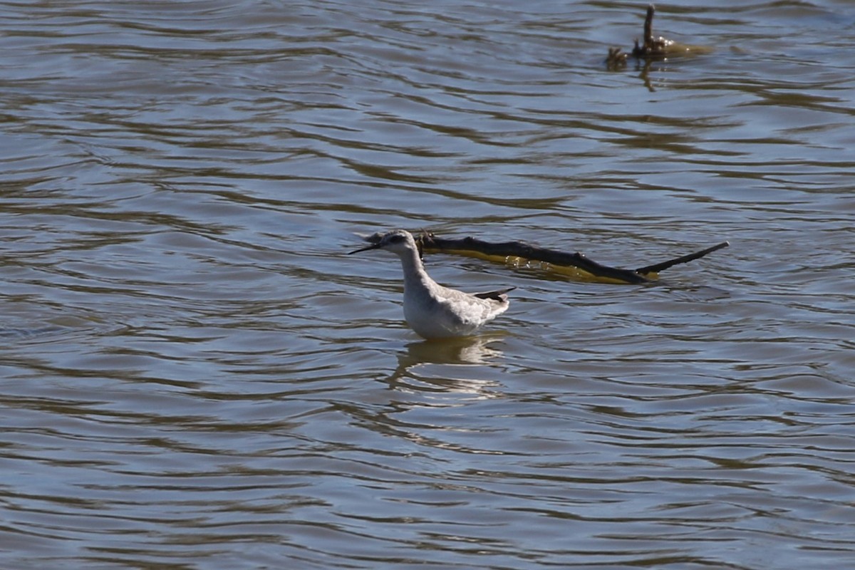 Wilson's Phalarope - ML614398336