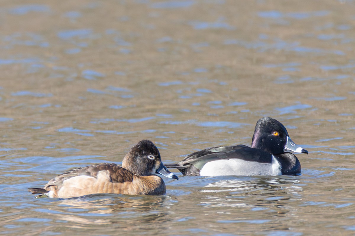 Ring-necked Duck - Steven Bruenjes