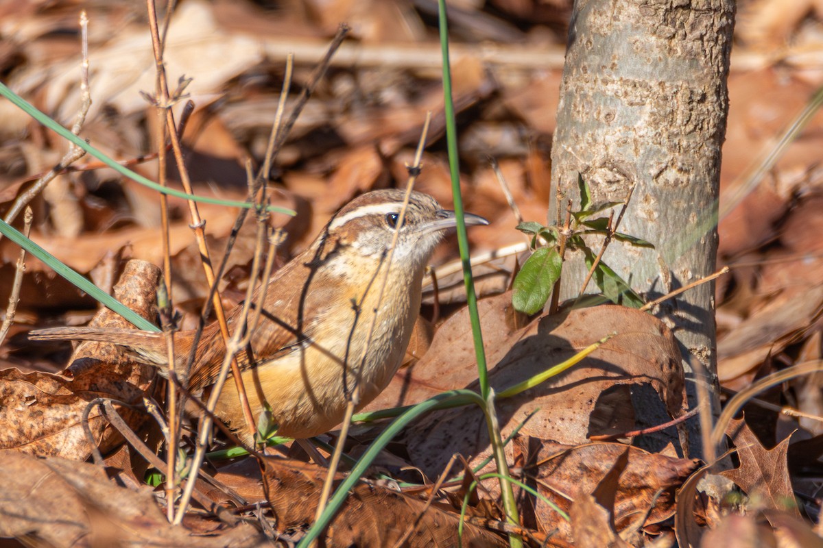 Carolina Wren - ML614398413