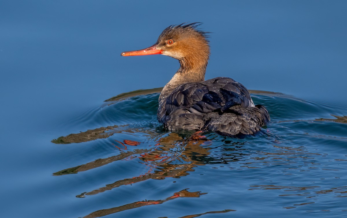 Red-breasted Merganser - ML614398416