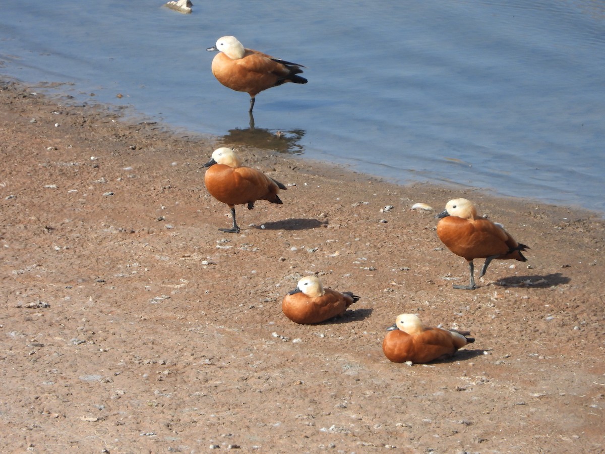 Ruddy Shelduck - ML614398458