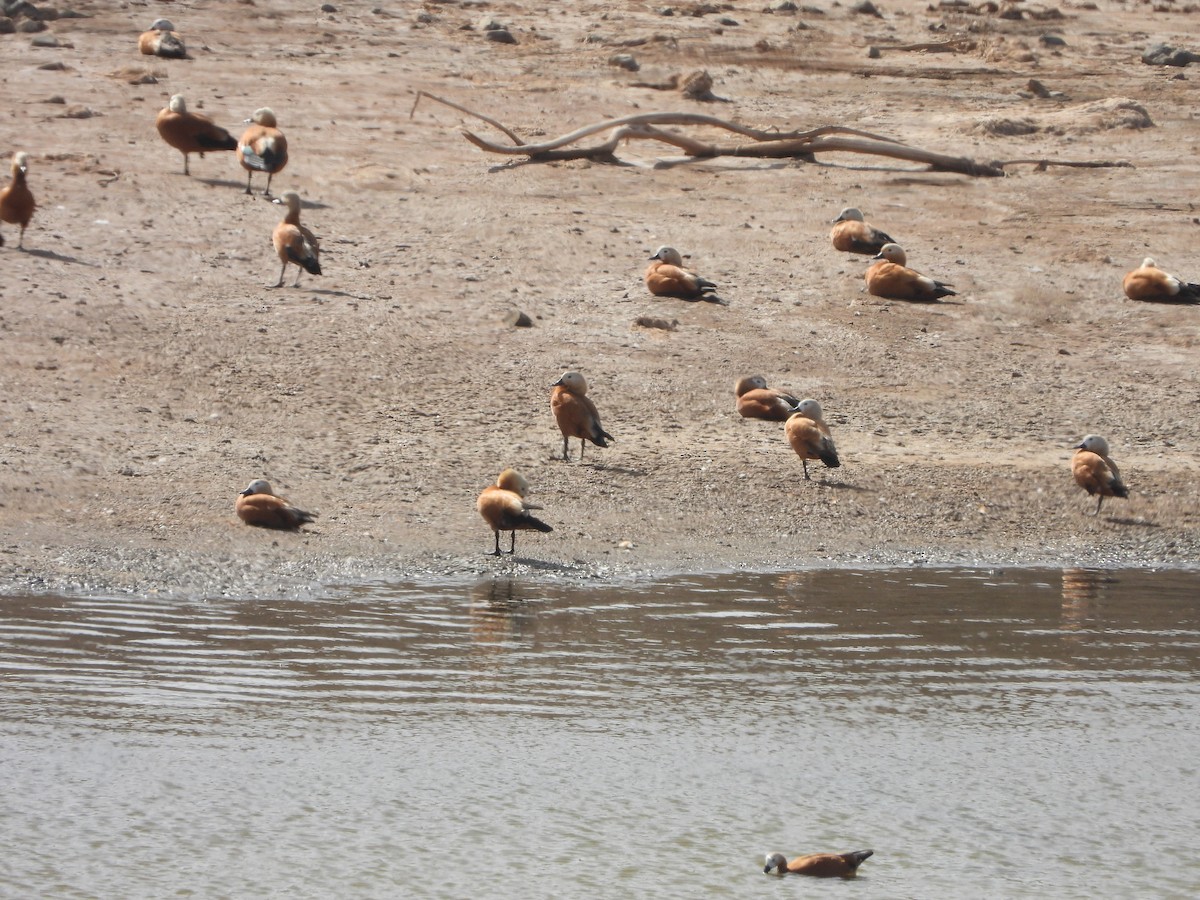 Ruddy Shelduck - Nicolas Detriche