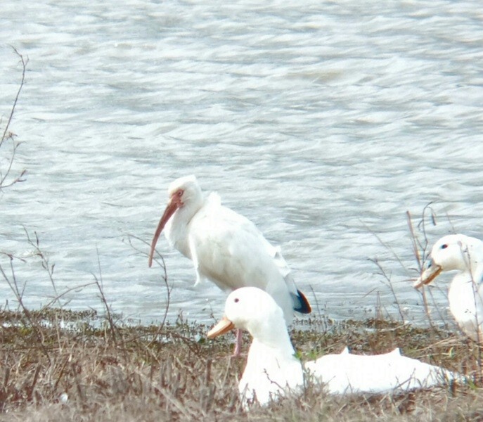ibis bílý - ML614398460