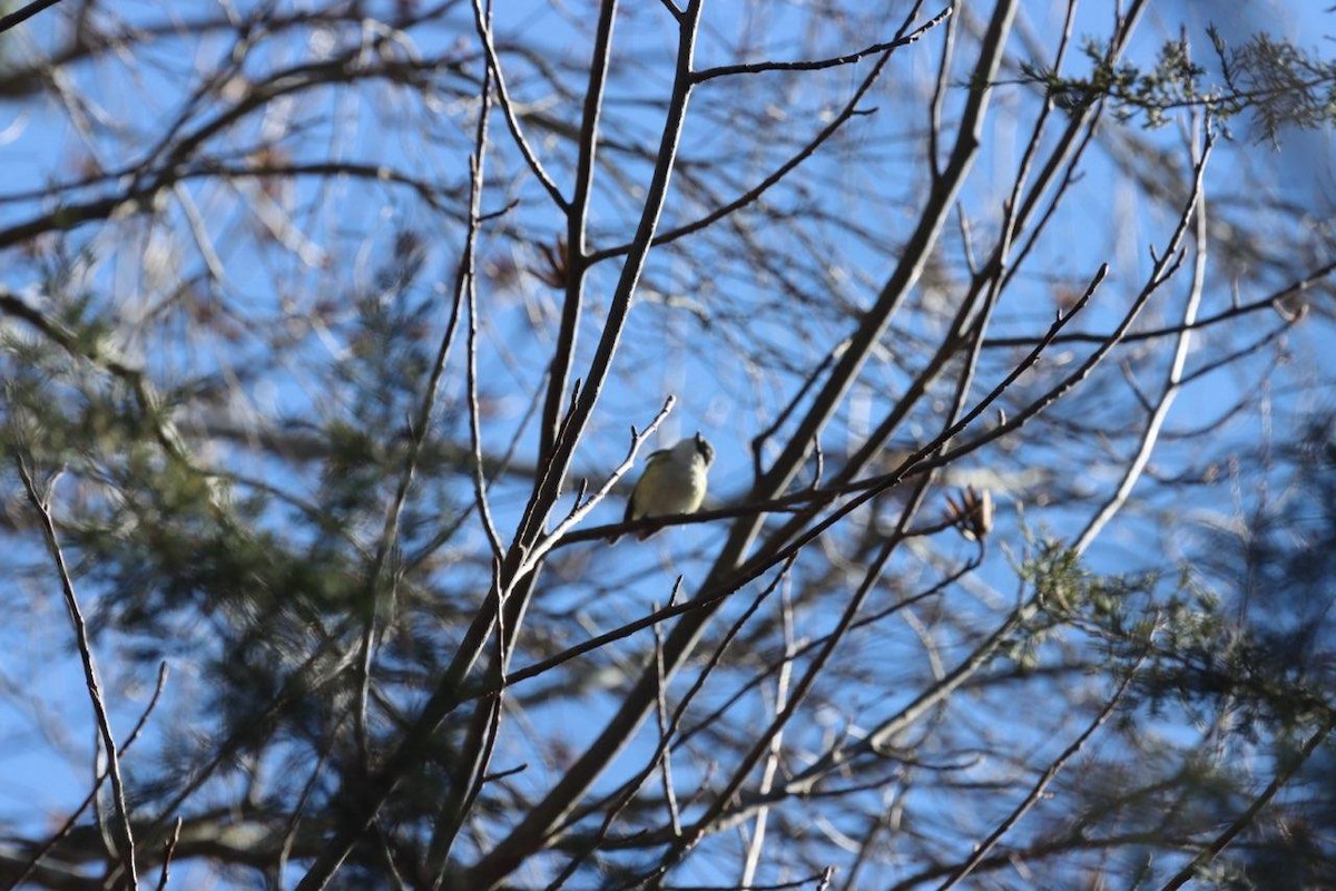 Blue-headed Vireo - ML614398474