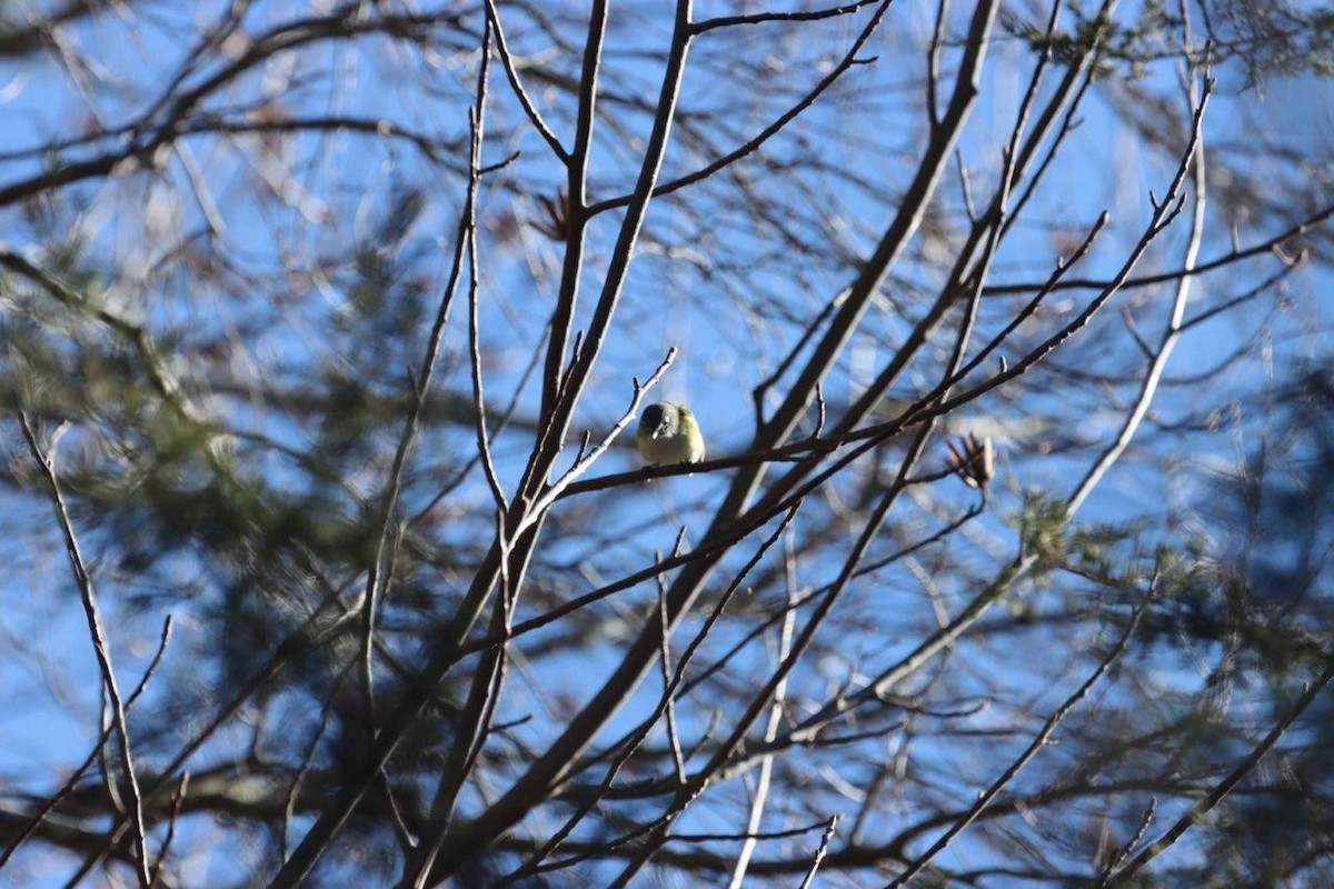 Blue-headed Vireo - ML614398478