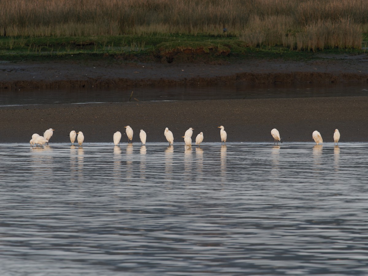 Western Cattle Egret - ML614398481