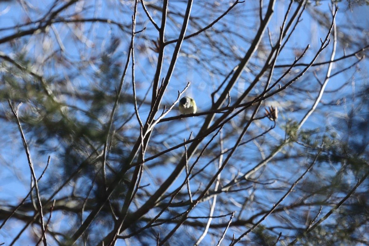 Blue-headed Vireo - ML614398489