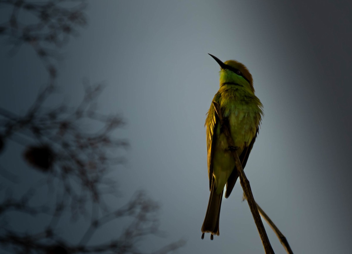 Asian Green Bee-eater - ML614398496