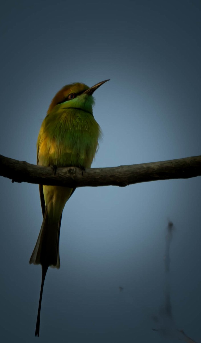 Asian Green Bee-eater - ML614398497