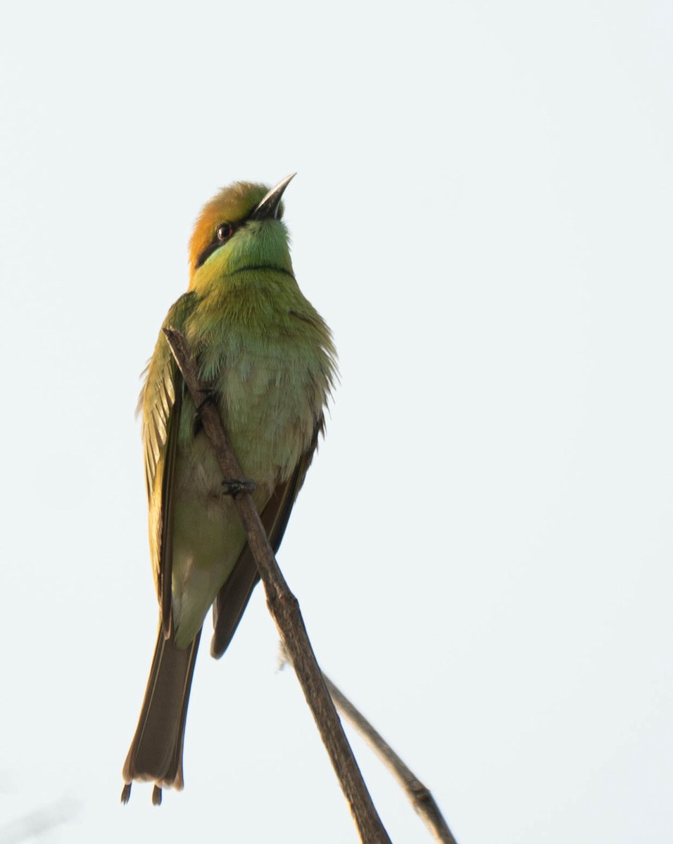 Asian Green Bee-eater - ML614398504