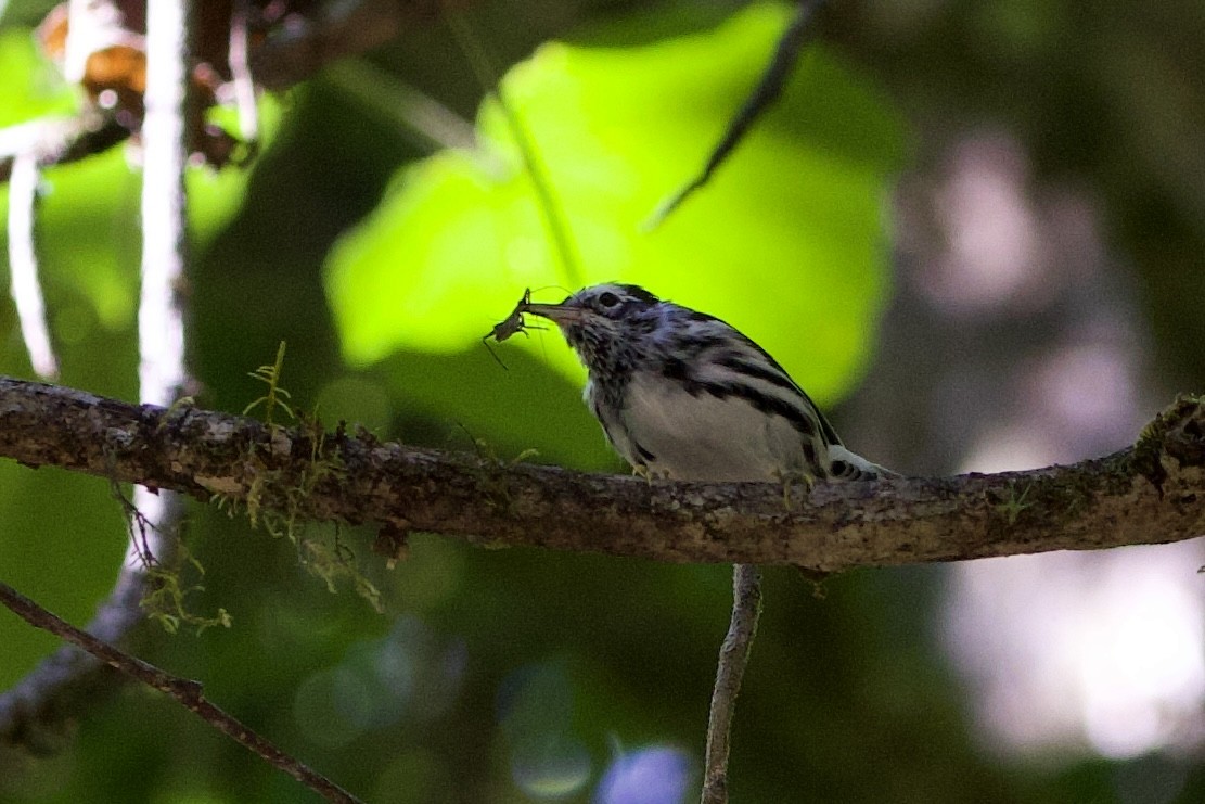 Black-and-white Warbler - ML614398621