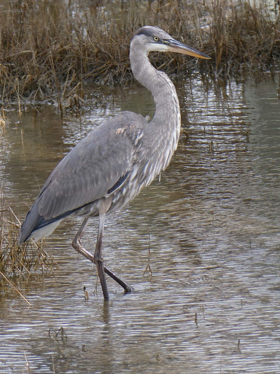 Great Blue Heron - Caleb D