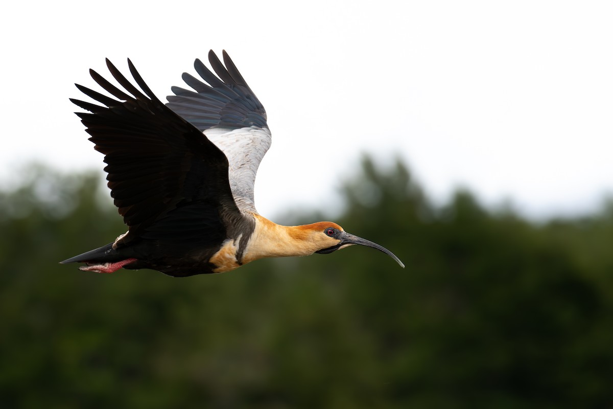 Black-faced Ibis - ML614398694