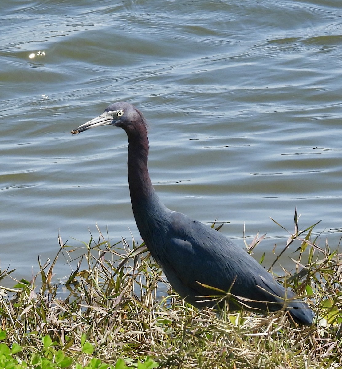 Little Blue Heron - ML614398731