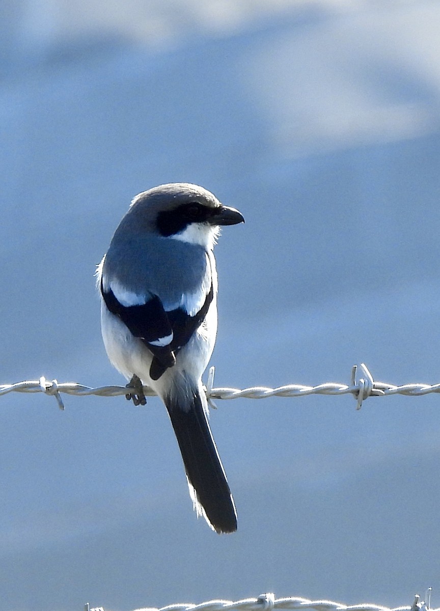 Loggerhead Shrike - ML614398740