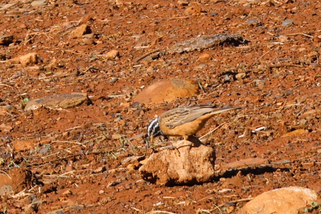 Cinnamon-breasted Bunting - Audrey Whitlock