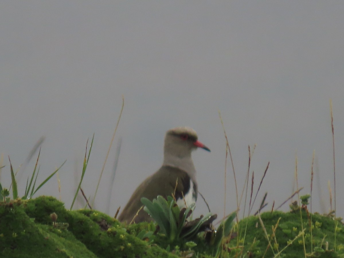 Andean Lapwing - ML614398829