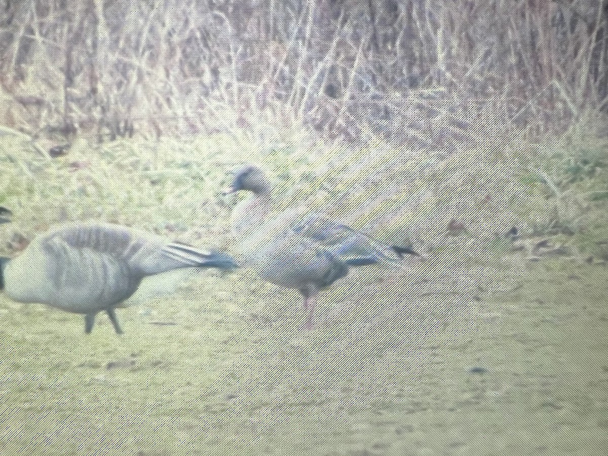 Pink-footed Goose - ML614398832