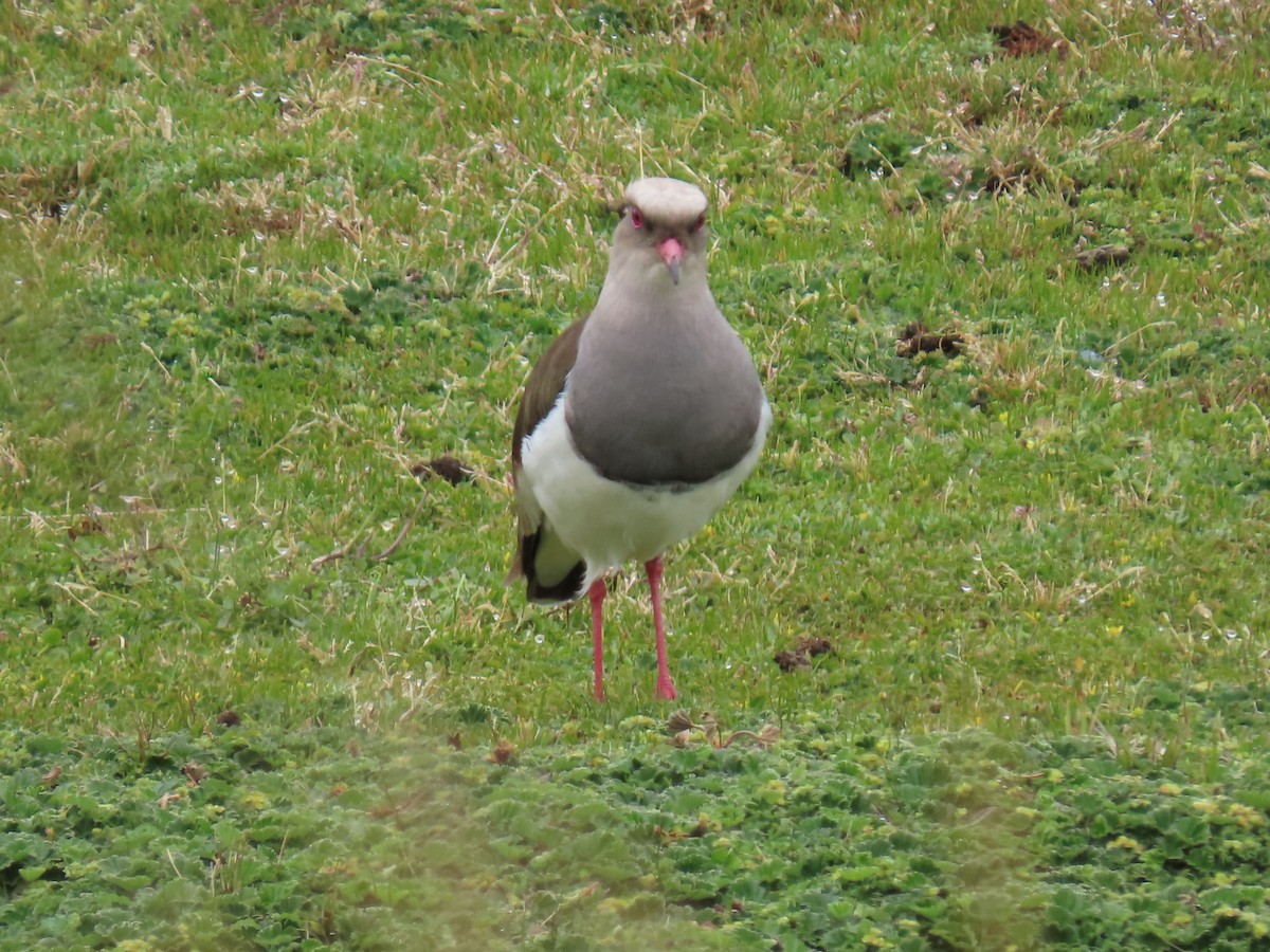 Andean Lapwing - ML614398848