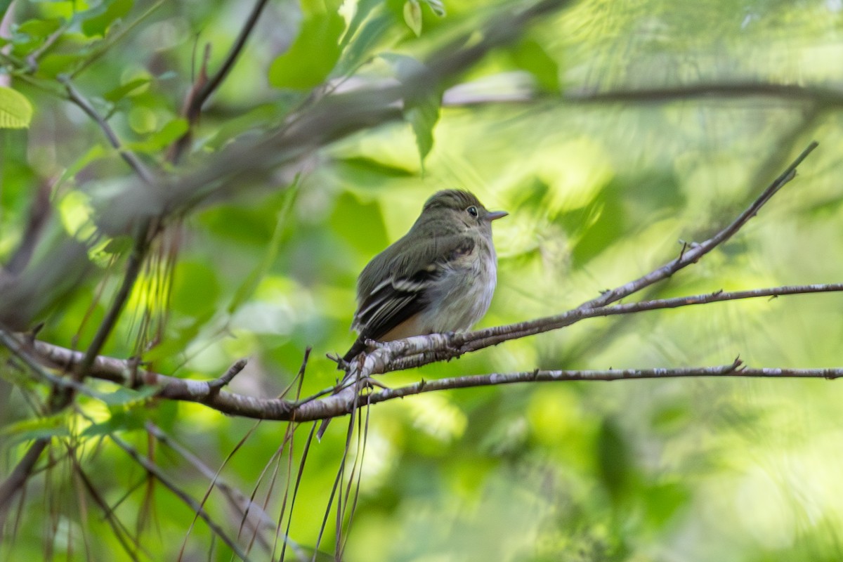 Acadian Flycatcher - ML614398861