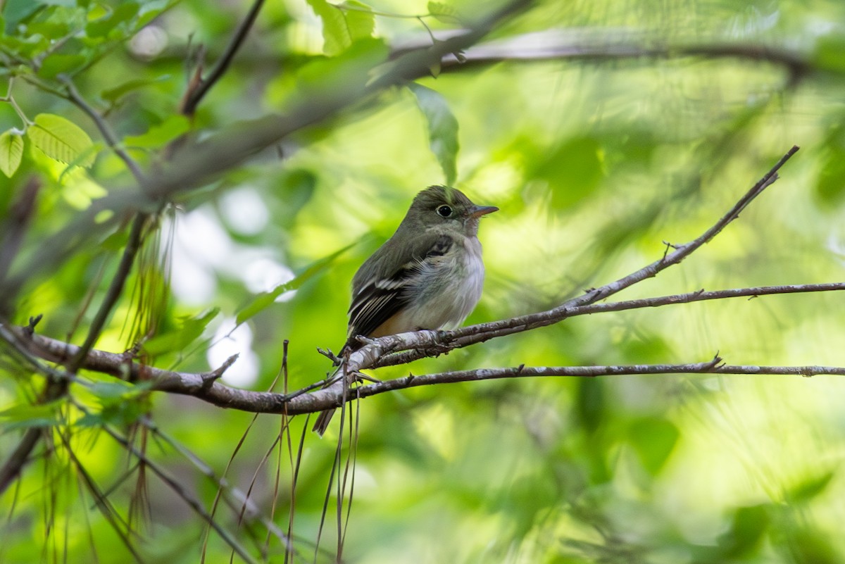 Acadian Flycatcher - ML614398862