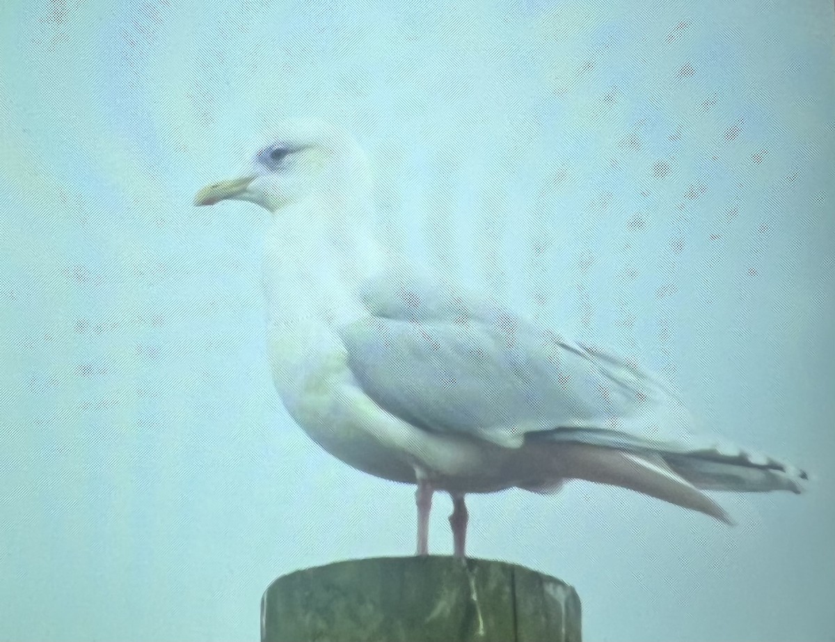 Gaviota Groenlandesa - ML614398867