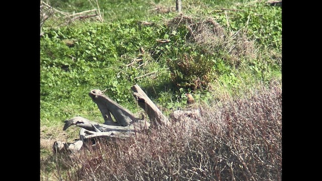 Crested Caracara - ML614398876