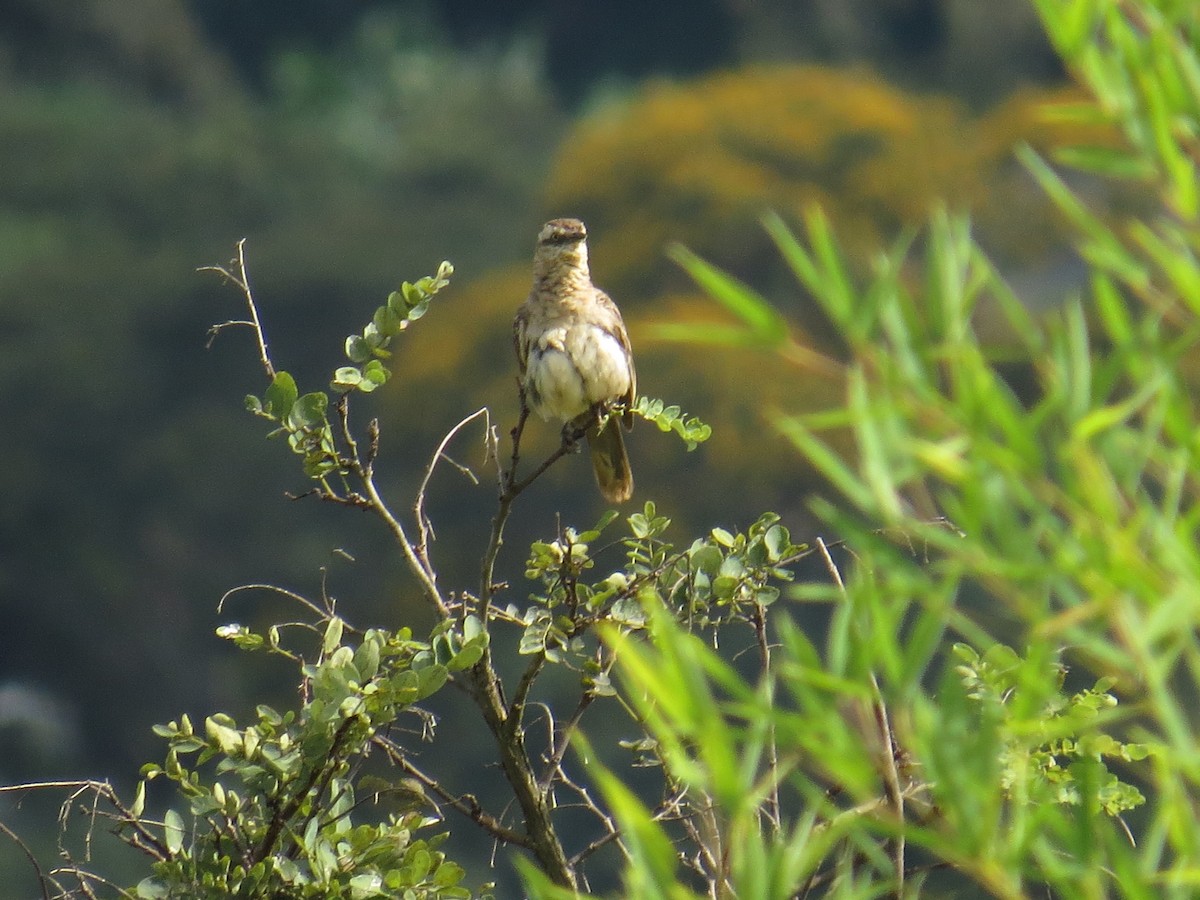 Chalk-browed Mockingbird - ML614398903