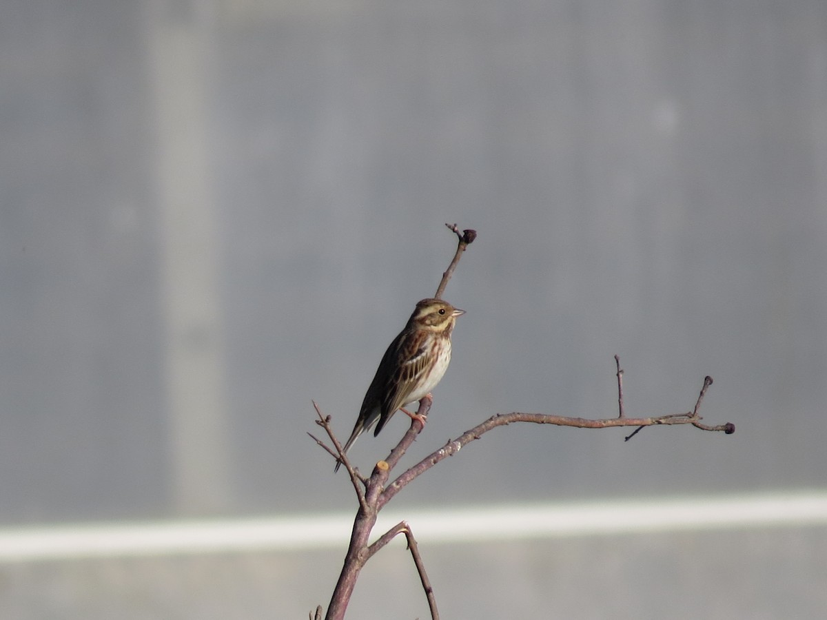 Rustic Bunting - ML614398914