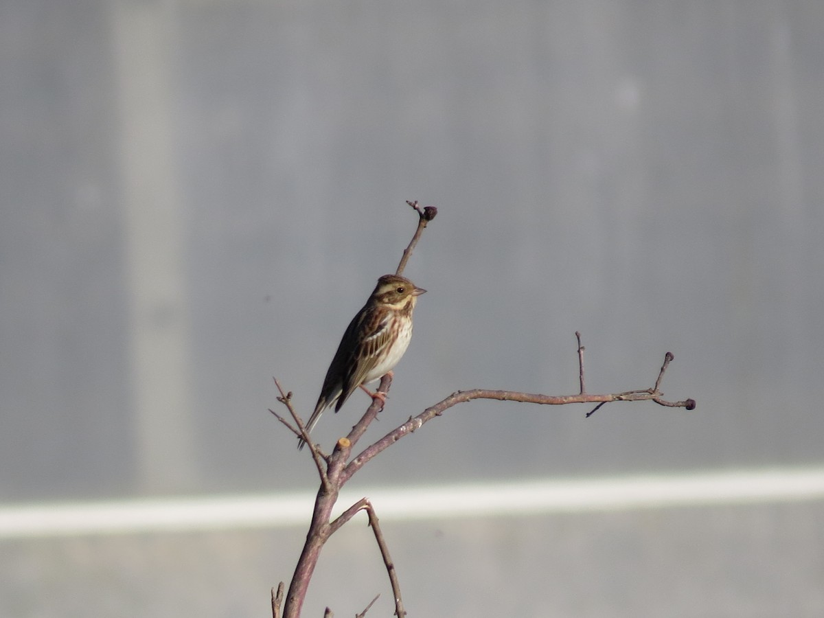 Rustic Bunting - ML614398915