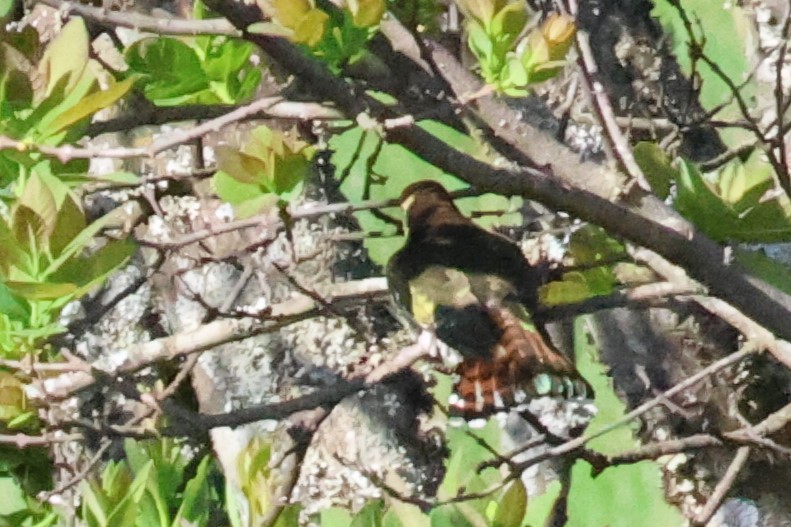 Dideric Cuckoo - Audrey Whitlock