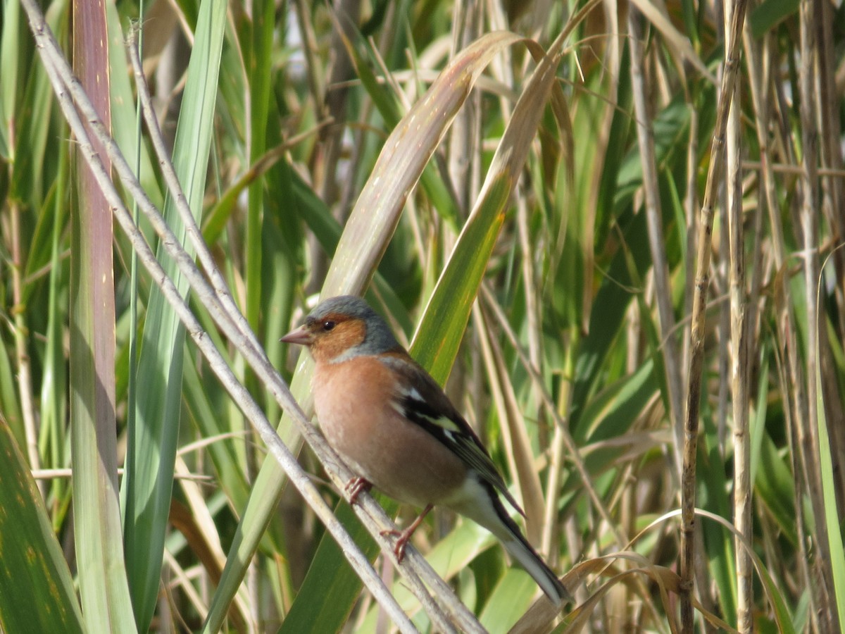 Common Chaffinch - ML614399038