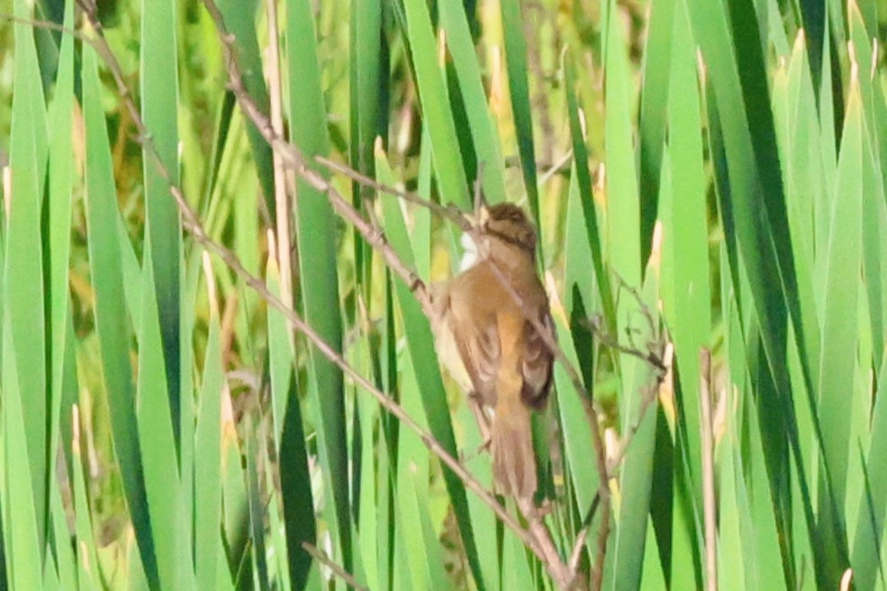 Little Rush Warbler - Audrey Whitlock