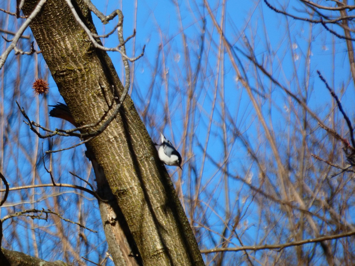 White-breasted Nuthatch - ML614399077
