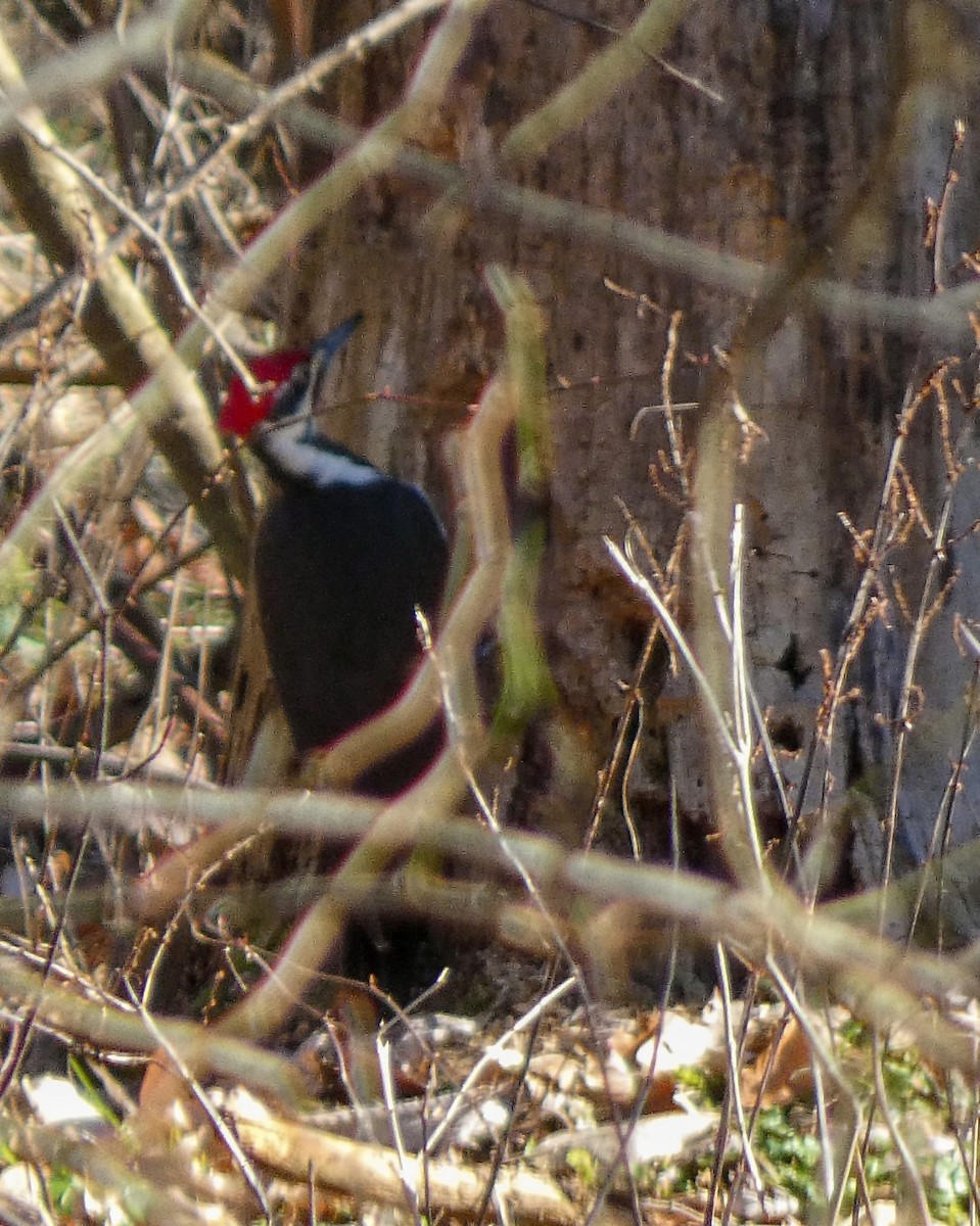 Pileated Woodpecker - ML614399100