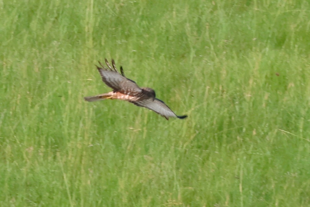 African Marsh Harrier - Audrey Whitlock