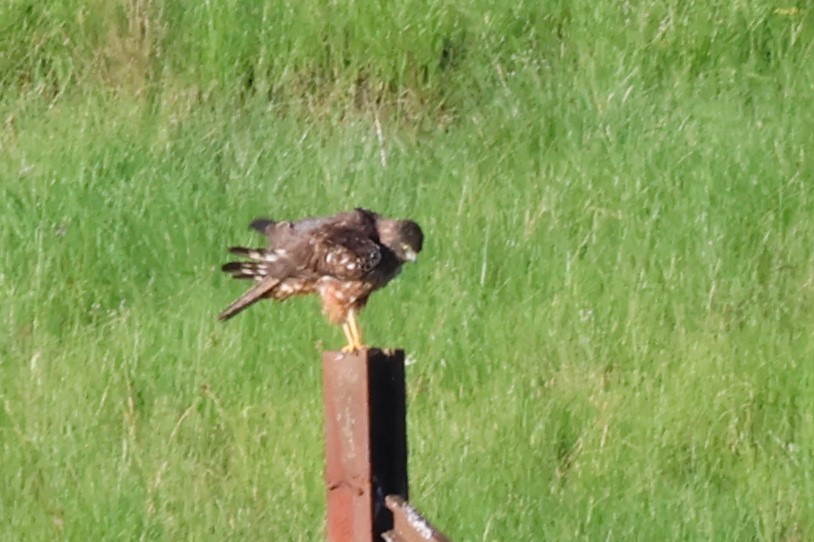 African Marsh Harrier - ML614399112