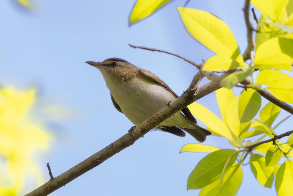 Red-eyed Vireo - ML614399126